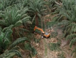 Indonesia Mengingatkan Ancaman ‘Kaos’ dari Hukum Deforestasi UE