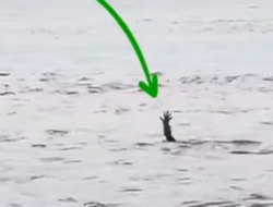 Misteri Buaya Berpura-Pura Tenggelam: Penjelasan dari Ahli